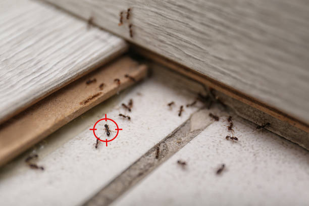 Best Best Pest Control Companies  in New Knoxville, OH
