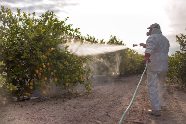 Best Bed Bug Extermination  in New Knoxville, OH