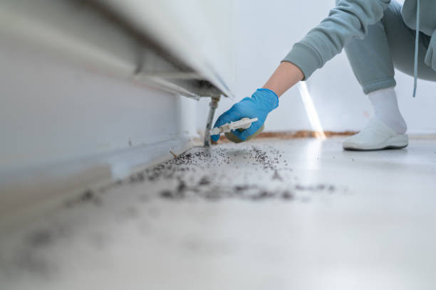 Best Wasp Removal Services  in New Knoxville, OH